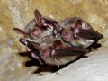 Bats sleeping in a cave