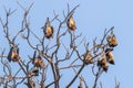 Bats sleeping on tree branches on daylight