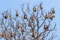 Bats sleeping on tree branches on daylight