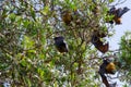 Bats sleeping upside down on the bunch of trees.