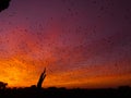 Bats at sunrise