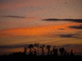 Bats at sunset