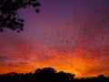 Bats at sunrise