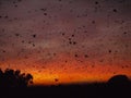 Bats at sunrise