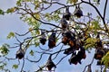 Bats on the tree Battambang, Cambodia Royalty Free Stock Photo