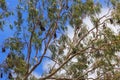 Bats on the tree