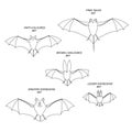 Bats. Vector black drawing outline image set.