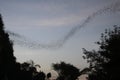 Battambong Bat Cave, Banan, Cambodia: Countless Bats swarming out in the evening dusk