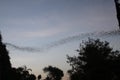 Battambong Bat Cave, Banan, Cambodia: Countless Bats swarming out in the evening dusk