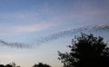 Countless Bats swarming out in the evening dusk