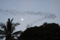 Battambong Bat Cave, Banan, Cambodia: Countless Bats swarming out in the evening dusk with full moon and silhouette of palm tree