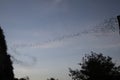 Battambong Bat Cave, Banan, Cambodia: Countless Bats swarming out in the evening dusk sky