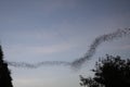 Battambong Bat Cave, Banan, Cambodia: Countless Bats swarming out in the evening dusk sky