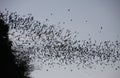 Countless Bats swarming out in the evening dusk sky