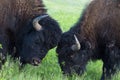 Batteling American Buffalo bulls in South Dakota Royalty Free Stock Photo