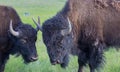 Batteling American Buffalo locking horns Royalty Free Stock Photo