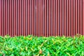 Batten wooden fence with plant hedge