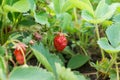 Battered by birds natural fresh ripe growing bush of strawberries