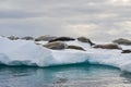 A group of seals relaxing on an iceberg, with one seal looking around to see what`s going on. Royalty Free Stock Photo