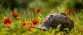 A battered military helmet rests amidst a sea of vibrant red poppies, a poignant juxtaposition of the harsh