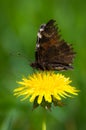 Peacock butterfly looking tatty on a dandelion