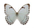 Batterfly collection morpho luna Royalty Free Stock Photo