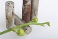 Batteries of corrosion. They lie on a white surface, covered with a branch of orchids with unrevealed buds. Environmental protecti Royalty Free Stock Photo