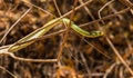 South-eastern Green Snake Philothamnus hoplogaster Kenya, Africa