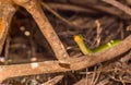 South-eastern Green Snake Kenya, Africa