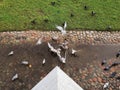 The battle for bread. pigeons seagulls bread Royalty Free Stock Photo
