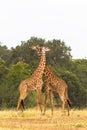 The battle of giraffes. Kenya, Africa Royalty Free Stock Photo