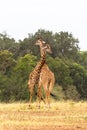 The battle of giraffes. Neck instead of fists and teeth. Masai Mara, Kenya Royalty Free Stock Photo