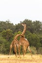 The battle of giraffes in the savannah. Kenya, Africa Royalty Free Stock Photo