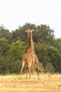 The battle of giraffes in the savannah. Masai Mara, Kenya Royalty Free Stock Photo