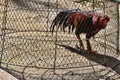 Battle rooster heeler in a cage before a fight