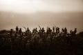 War Concept. Military silhouettes fighting scene on war fog sky background, World War Soldiers Silhouettes Below Cloudy Skyline At Royalty Free Stock Photo