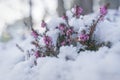 Battle of springtime against winter, spring heath covered by fresh snow, Austria Royalty Free Stock Photo