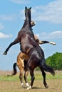 Battle of two horses Royalty Free Stock Photo