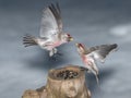 Battle of two Redpolls on the feeder