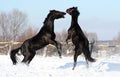 Battle of two stallions Royalty Free Stock Photo