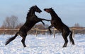 Battle of two stallions Royalty Free Stock Photo