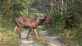 A battled scarred sambar deer walking across a dirt road