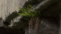 Battlefields, swedish naval base, North of Sweden, Boden, plants on stone