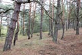 Remains of trenches of Great War nowadays. Battleground of Brusilov Offensive or June Advance on Eastern Front Royalty Free Stock Photo