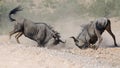 Battling Wildebeests about to smash heads.