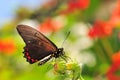 Battus Polydamas Butterfly
