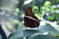 Battus polydamas butterfly