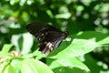 Battus polydamas butterfly