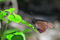 Battus Polydamas butterfly