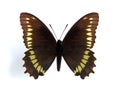 Battus polydamas (Gold-rim Swallowtail)